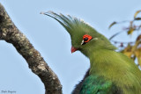 Schalows Turaco 