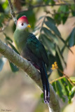 Red-crested Turaco
