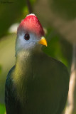Red-crested Turaco
