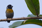 White-collared Oliveback