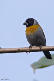 White-collared Oliveback