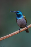 Green-headed Sunbird