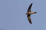 Mottled Swift