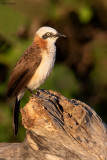 Bare-cheeked Babbler