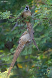 Red-backed Mousebird