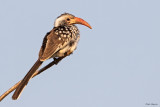 Damara Hornbill