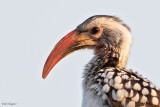 Damara Hornbill 