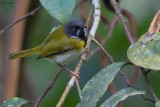 Masked Apalis 