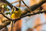 Black-throated Apalis