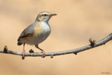 Long-billed Crombec