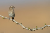 White-throated Canary