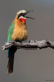 White-fronted Bee-eater 