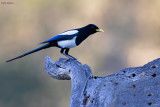 Yellow-billed Magpie