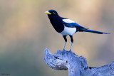 Yellow-billed Magpie
