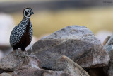 Montezuma Quail