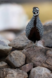Montezuma Quail