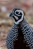 Montezuma Quail