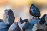 Montezuma Quail