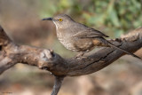 Curve-billed Thrasher