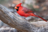 Northern Cardinal 