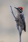 Ladder-backed Woodpecker 