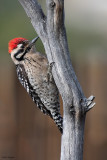 Ladder-backed Woodpecker 