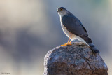 Sharp-shinned Hawk