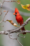 Northern Cardinal  