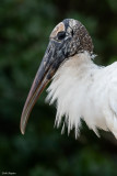 Wood Stork