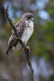 Hawaii Hawk