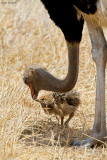 Common Ostrich