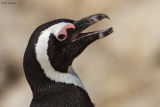 African Penguin