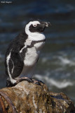 African Penguin