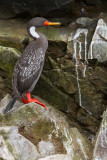 Red-legged Cormorant 