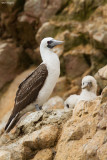 Peruvian Booby