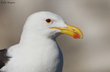 Kelp Gull