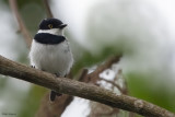 Bioko Batis