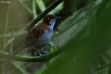 Grey-chested Kakamega