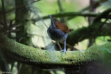 Grey-chested Kakamega