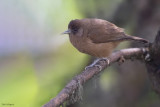 Bioko Speirops