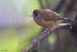 Bioko Speirops