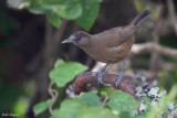 Bioko Speirops
