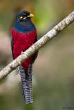 Bar-tailed Trogon (Trogons)