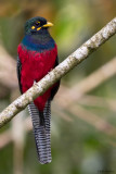 Bar-tailed Trogon