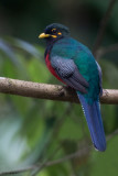 Bar-tailed Trogon