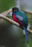 Bar-tailed Trogon
