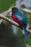 Bar-tailed Trogon