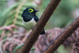 Black-necked Wattle-eye