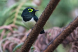 Black-necked Wattle-eye