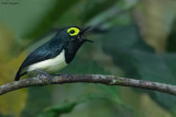 Black-necked Wattle-eye
